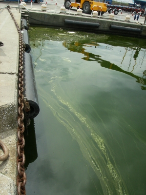 [Immagine: 201153113037_ambiente Viareggio rid.jpg]